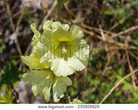 Pale Yellow Flowers On Hollyhock, Alcea Rugosa, Close-up With Bokeh Background, Selective Focus, Sha