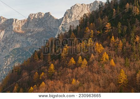 Autumn Larch Tree Slope With Mountains In Background
