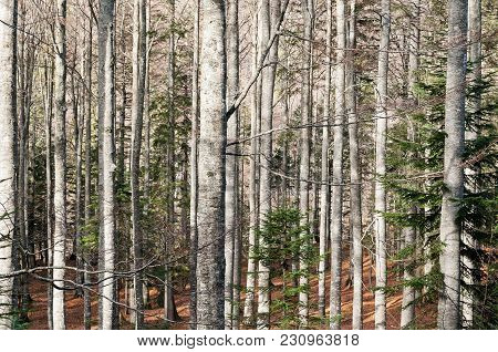 Beech Tree And Larch Forest In The Autumn