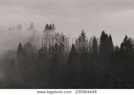 Spruce Treetops Emerging From The Fog In The Winter