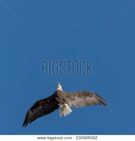 Bald Eagle In Flight From Below, In Sunlight And A  Blue Sky Background