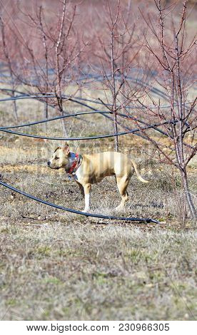 American Staffordshire Terrier