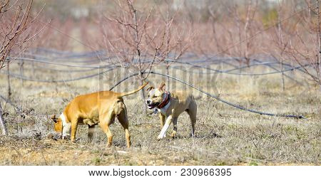 American Staffordshire Terrier