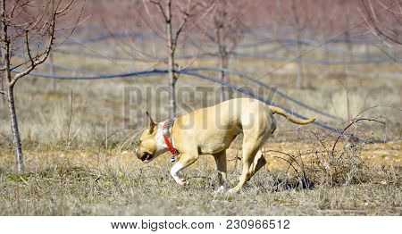 American Staffordshire Terrier