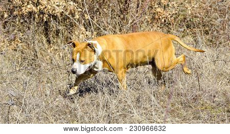 American Staffordshire Terrier