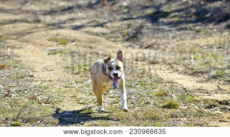 American Staffordshire Terrier