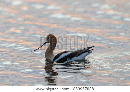 Pink White And Blue Ripples Top Wavelets As An Avocet Hunts On A Wave Pond