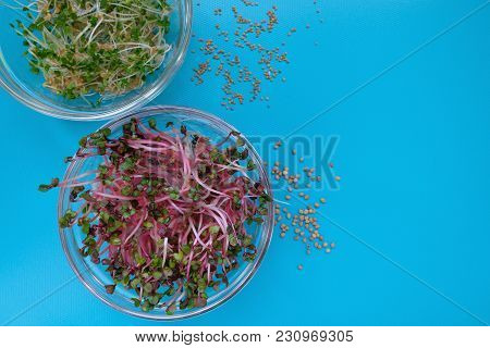 Close-up On Fresh Radish And Arugula Sprouts In A Transparent Sprouter, Blue Background