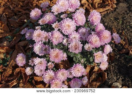 Globose Bush Of Chrysanthemum With Light Pink Flowers