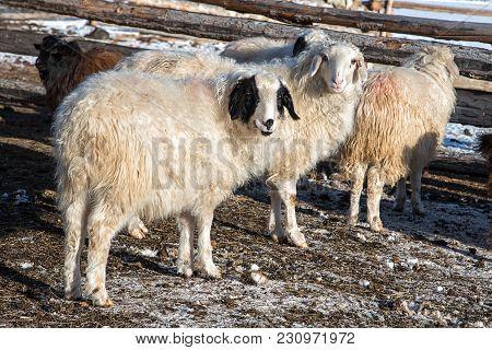 Mongolian Sheep In Small Wooden Barn Near Fence