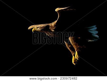 White Tailed Eagle (haliaeetus Albicilla) In Flight Against Black Background In Norway.