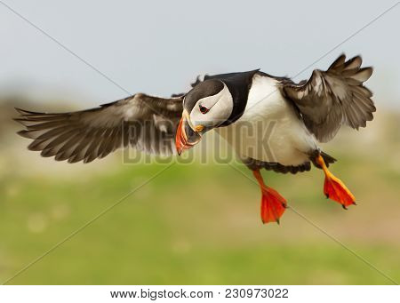 Atlantic Puffin (fratercula Arctica) In Flight, Noss, Shetland Islands, Scotland, Uk.