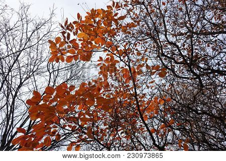 Branch Of Cotinus Coggygria With Autumn Leafage