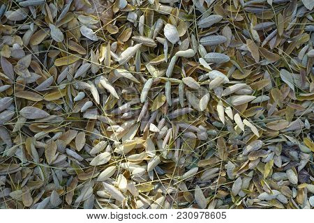 Pale Yellow Fallen Leaves Of Pagoda Tree From Above