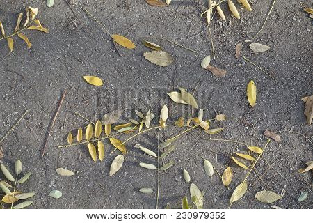 Road With Yellow Fallen Leaves Of Pagoda Tree From Above
