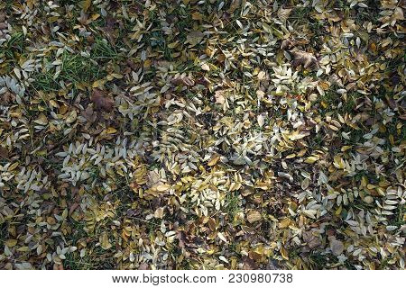 Top View Of Glade Covered With Fallen Leaves Of Pagoda Tree
