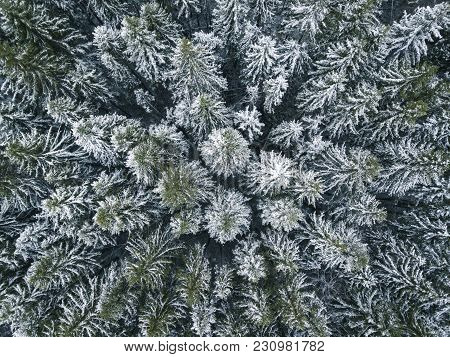 First Snow In Spruce Tree Forest. Russian Landscape. Aerial View.