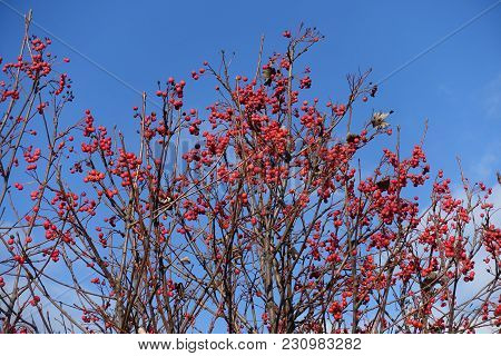Naked Branches Of Whitebeam With Red Berries Against Blue Sky