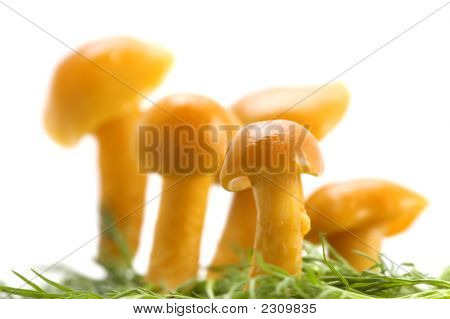 Pilze auf Gras