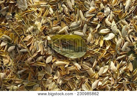 Leaf Of Mulberry  On Yellow Fallen Leaves Of Pagoda Tree
