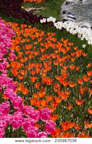 Orange Color Tulips Bloom In Spring In Garden
