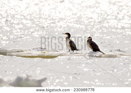 Image Of A Bird Of Phalacrocorax Auritus Floating On An Ice Floe On A River