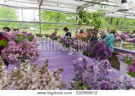 Exhibition Of Lilacs In The Botanical Garden