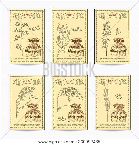Sketched Hand Drawn Cereals Card Set. Vintage Vector Illustration Background. Detailed Retro Style I