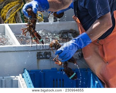 A Lobster Fisherman Is Sorting Live Maine Lobsters In To Differnet Bins By Size To Sell Them At The 