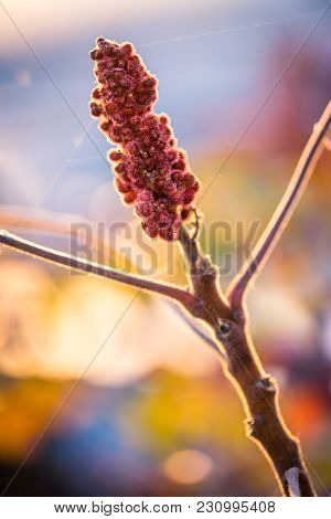 Rhus Typhina / Staghorn Sumac In Autumn Sun