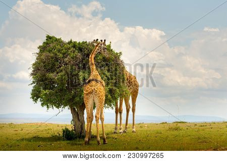 Two Giraffes Feeding At A Tree In Masai Marai Game Reserve, Kenya