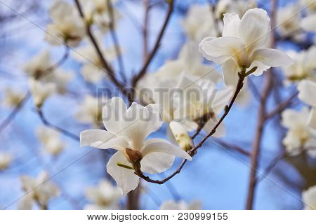 White Magnolia Flowering Background. Botanical Background. Magnolia Blossom In The Garden.