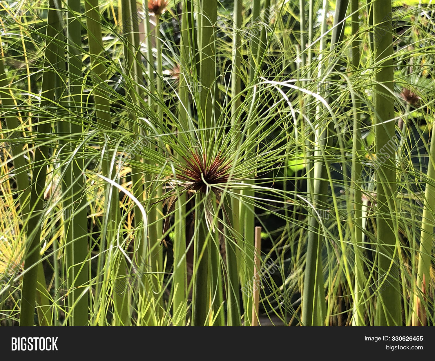 Imagen y foto Papyrus (cyperus (prueba gratis) | Bigstock