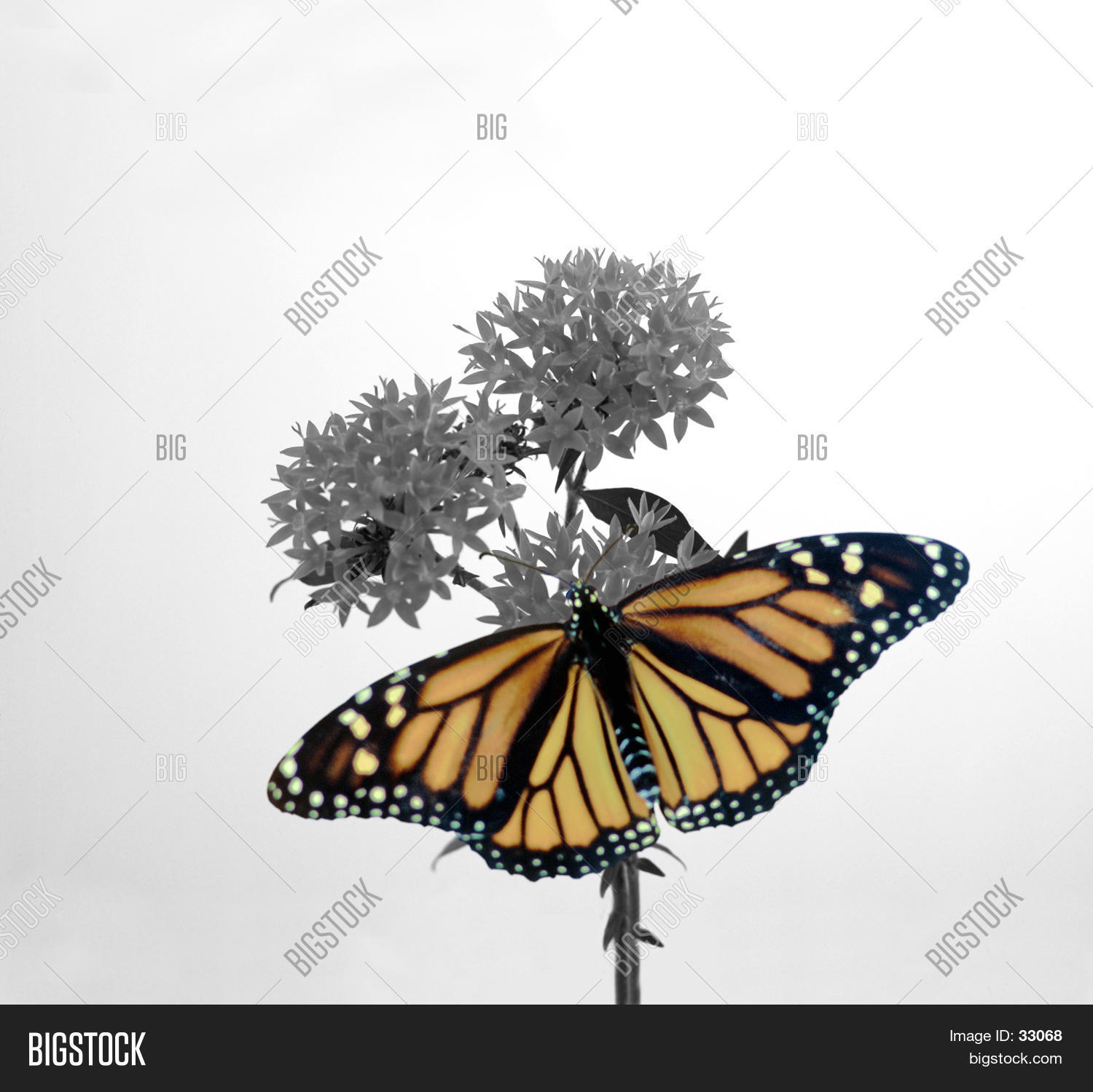 Image Preview