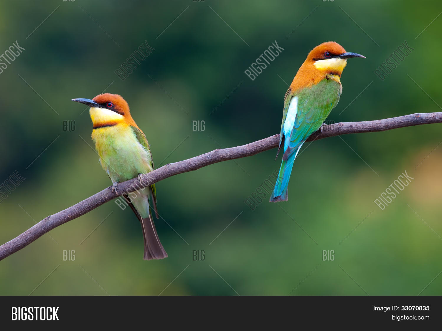 Image Preview