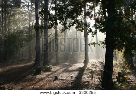 Sonnenstrahlen in der Gesamtstruktur