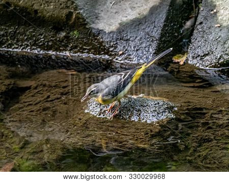 A Japanese Gray Wagtail, Motacilla Cinerea, Foraging For Food Along A Shallow Japanese Stream.