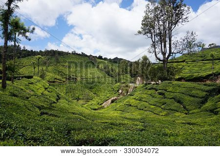 Panorama Over The Green Lush Tea Plantations In Munnar, India