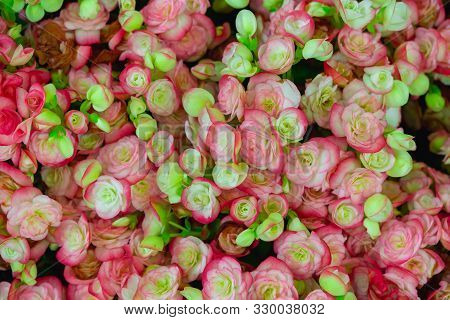 Begonia Flowers Texture Full Blooming In Garden,begonia Tuberhybrida