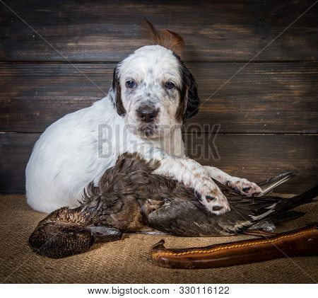 English Setter Puppy Dog With Knife And Duck