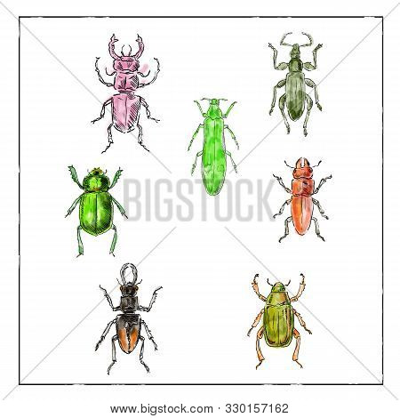 Vintage Victorian Drawing Illustration Of A Collection Of Beetle Insects Like The Beetle, Broad-nose