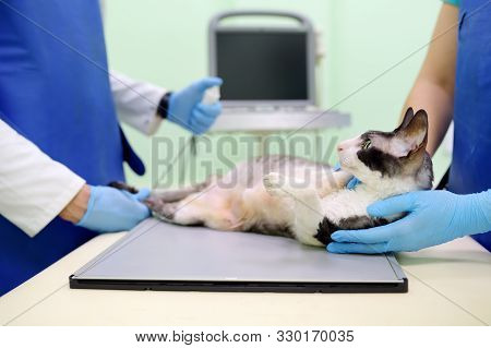 Two Veterinarian Doctor Are Going To Do An X-ray Of The Breed Cornish Rex Cat During The Examination