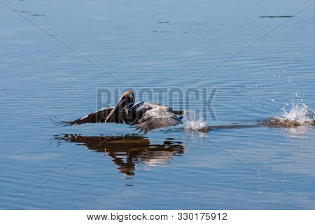 Brown Pelican - Pelecanus Occidentalis - Taking Flight On Pond In Ding Darling National Wildlife Ref