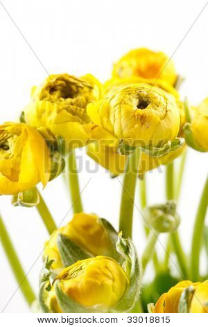 Ranunculus giallo