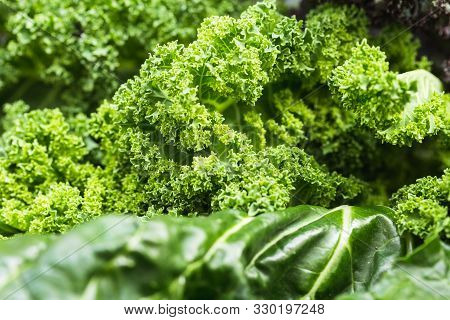 Green Vegetables Food Collage. Silver Beet, Kale, Celery And Chard.