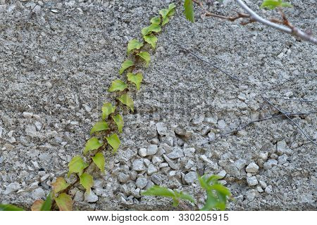 Branch Of A Plant With Green Leaves On A Concrete Wall Background.