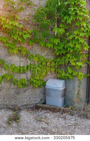 Trash Bin Is Standing Near The Wall. The Wall Is Covered With Green Leaves.