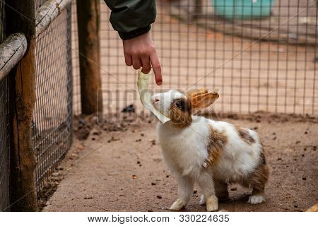 Boy Hand Feed Rabbit Cabbage. Contact Zoo With Farm Animals Is Useful For Children. The Cage For Far