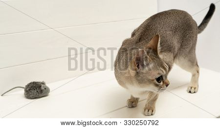 Singapura Cat With Mouse On White Background. The Smallest Cat Breed In The World. Background Pet, A