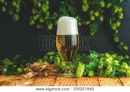 Beer And Hop Plant. Still Life With Beer And Hop Plant In Retro Style. Glass Of Cold Foamy Beer And 